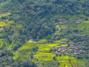 Terraced Rice Fields in Nepal