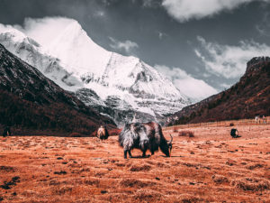 Black Tibetan Yaks In Snow Mountains