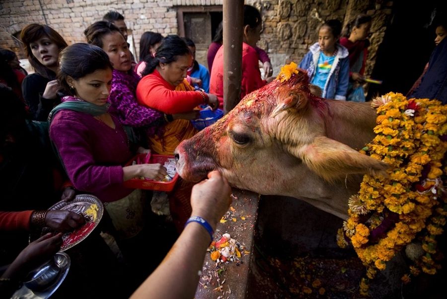 Gai Tihar, The Day of Cows