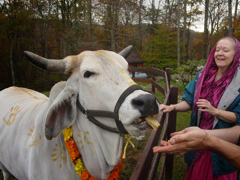 Goru Puja, The Day of Oxen