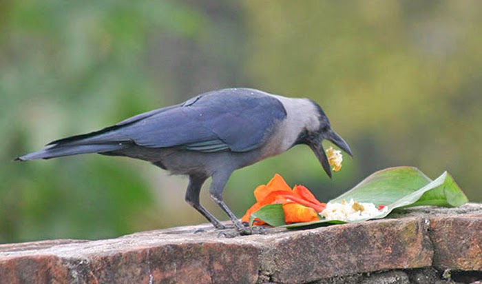 Kag Tihar, The Day of Crows
