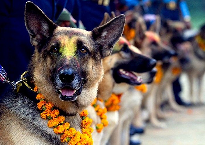 Kukur Tihar, The Day of Dogs