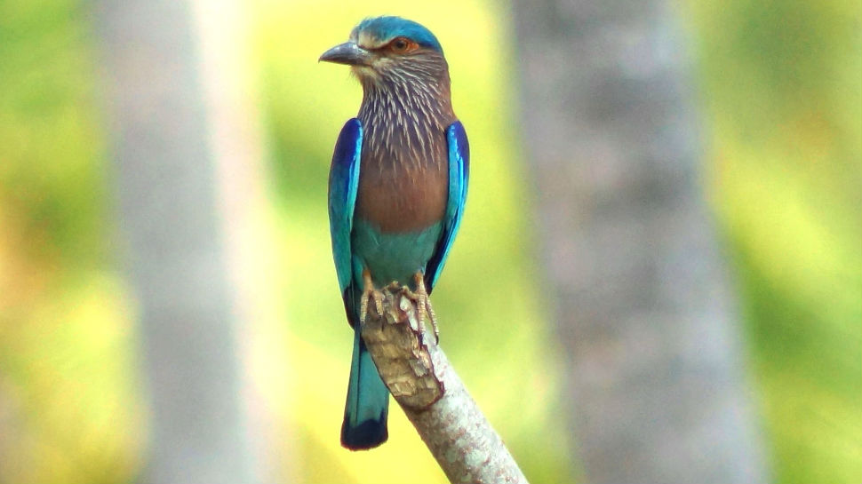 Neelakantha Bird
