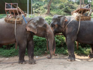Animal Welfare Activists Compel Nepal to Stop Elephant Abuse