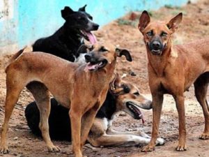 ‘Stray Dogs’ Are Origin of COVID-19 Pandemic, Claims Study