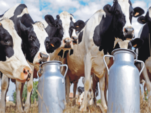 COVID-19 Nepal: Dairy Losses NPR 100 Million Daily!