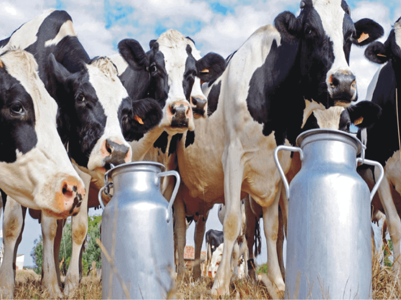 COVID-19 Nepal: Dairy Losses NPR 100 Million Daily!