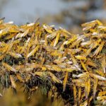 Locust Swarm Sweeps Into 52 Nepali Districts, 27 Hit Hard!