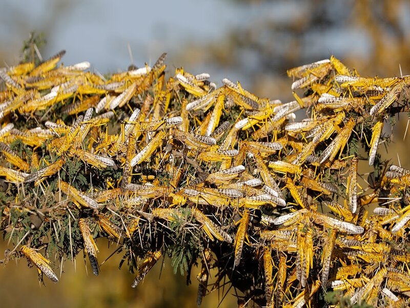 Locust Swarm Sweeps Into 52 Nepali Districts, 27 Hit Hard!