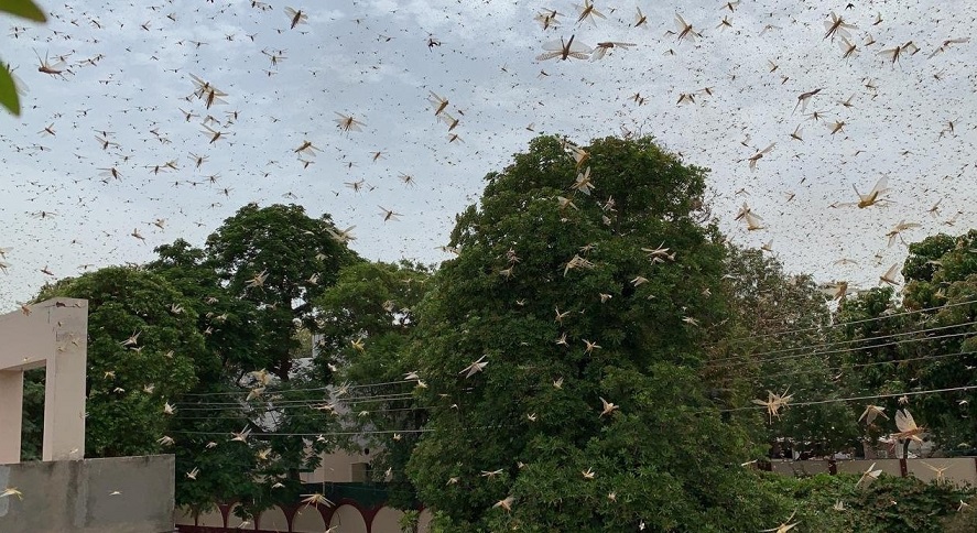 Locust Swarm 