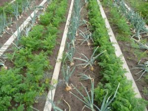 Kitchen Gardens—Planting Better Lives for Nepal’s Marginalized