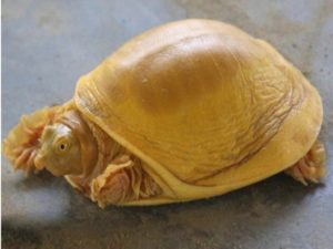 A Rare, Golden Turtle Discovered in Nepal For First Time!