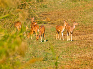 Deer Cheetal Royal Bardia National Park