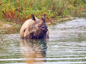 Horned Rhinoceros Royal Bardia National Park