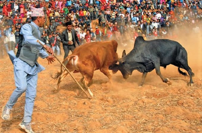 bullfighting in Nepal