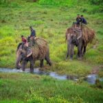 Chitwan Elephants