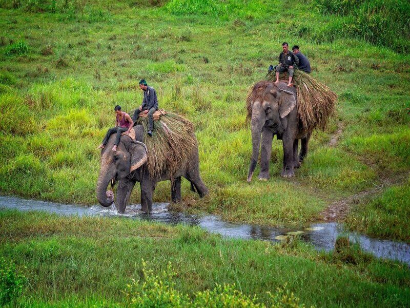 Nepal elephant ride operators illegally selling animals to India