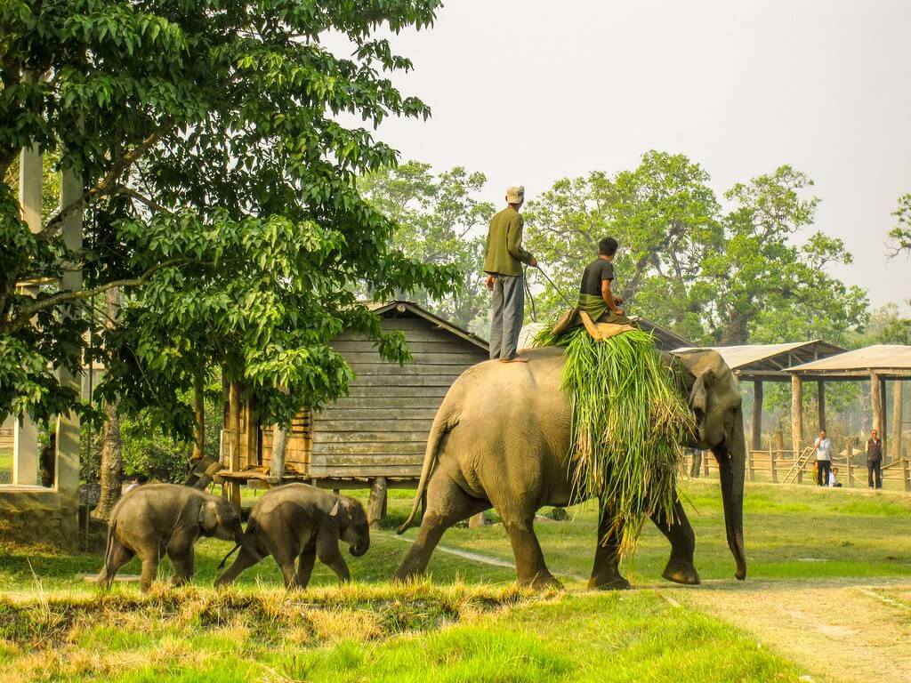 Elephants Chitwan National Park