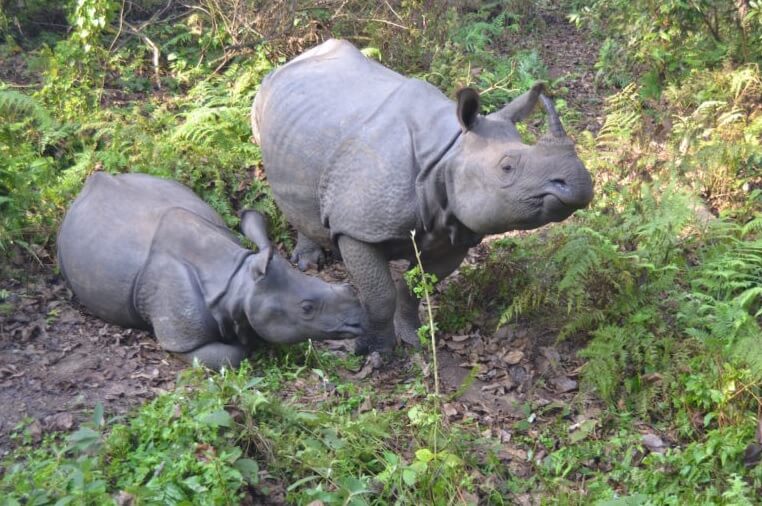 Nepal Rhinos