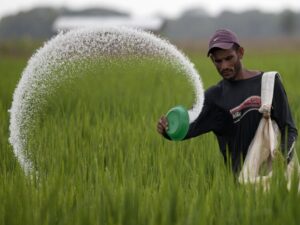 Kanchanpur’s Fertilizer Quota Decided by Agriculture Inputs Company