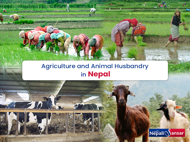 Agriculture and Animal Husbandry are Reshaping Nepali Economy