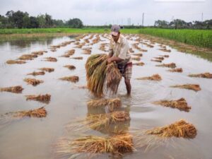 Rainfalls cause billions of farming losses